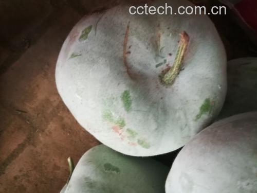 白皮冬瓜特写