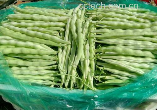 白不老芸豆实物图