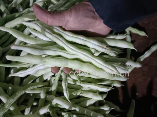 白不老芸豆烹饪图