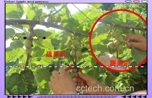 猕猴桃与桃子的对比图