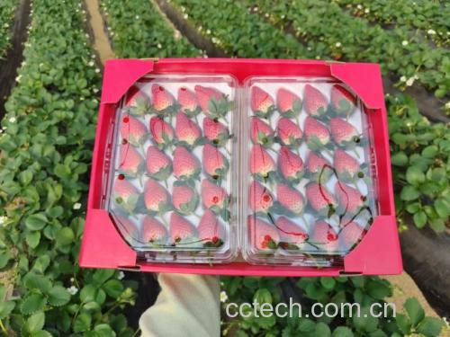 奶油草莓冰淇淋成品图