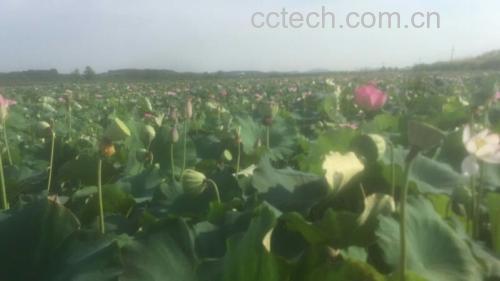 湘莲种植场景图