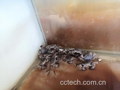 大闸蟹在塑料桶中浅水暂养