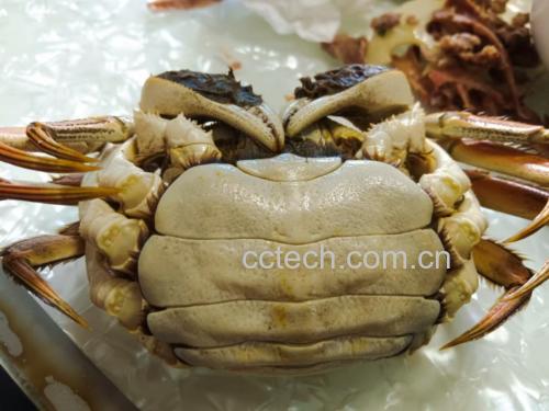 清蒸大闸蟹特写
