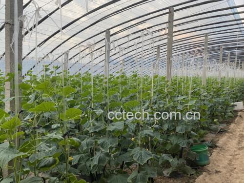 旱黄瓜植株