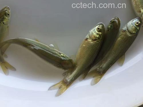 铺蒿子杆垫底