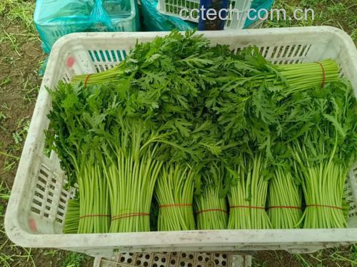 新鲜蒿子秆在市场中摆放整齐