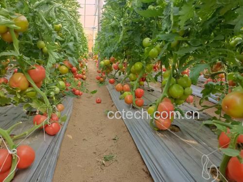 西红柿在常温下保存的果实在不同天数下的状态对比