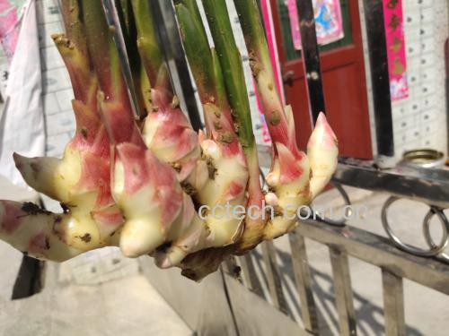 新鲜子姜特写