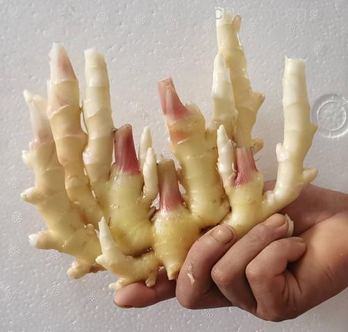 子姜的特写图片