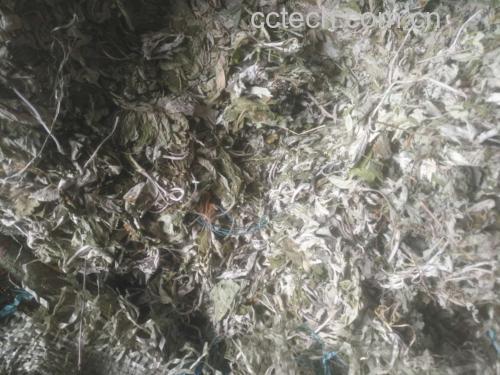 艾灸后的姜片准备用于泡脚