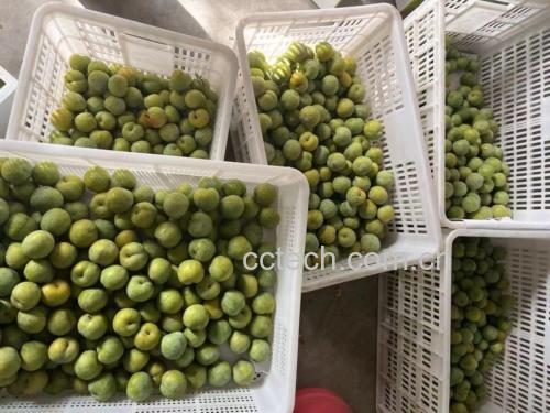 青脆李子果篮展示图