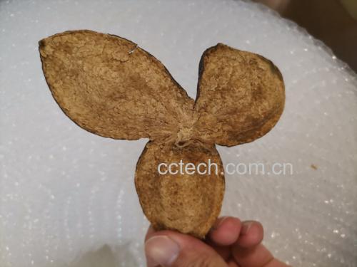 陈皮与子姜泡水材料图