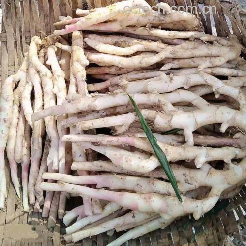新鲜子姜实物图
