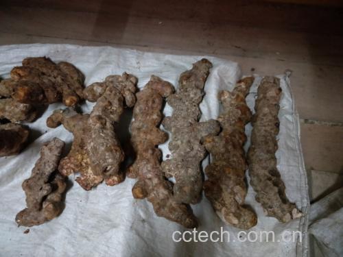 子姜与土豆捣碎外敷关节治疗滑膜炎