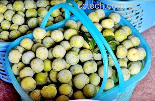 青脆李子果篮