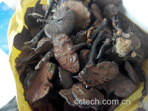 黑灵芝提取物生产工艺流程图