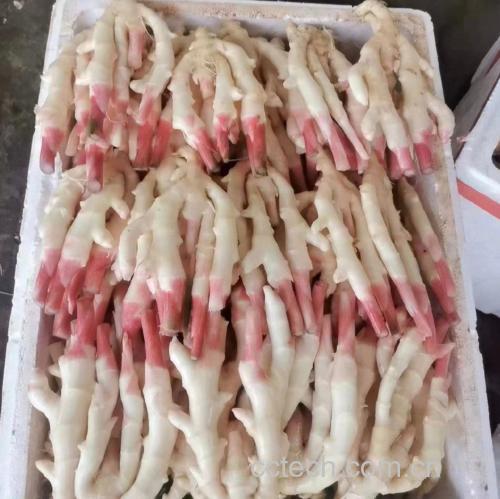 子姜特写