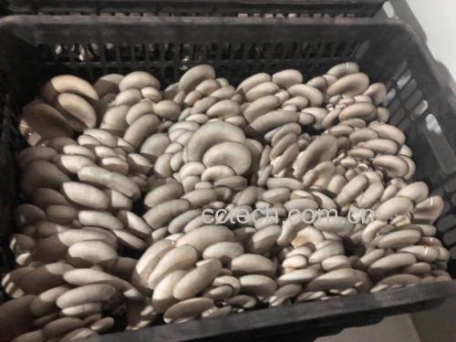 秀珍菇和平菇的烹饪图