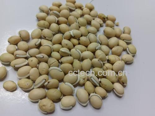 白扁豆与扁豆花对比图