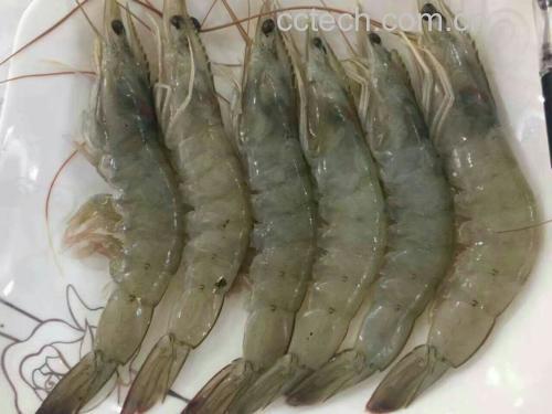 对虾炒制过程