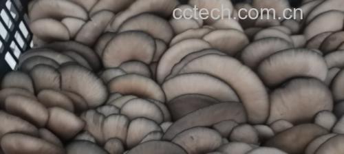 平菇炒鸡蛋的美食图