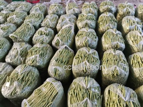 四季豆的农产品分类