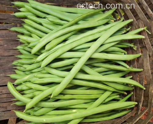 新鲜采摘的四季豆特写