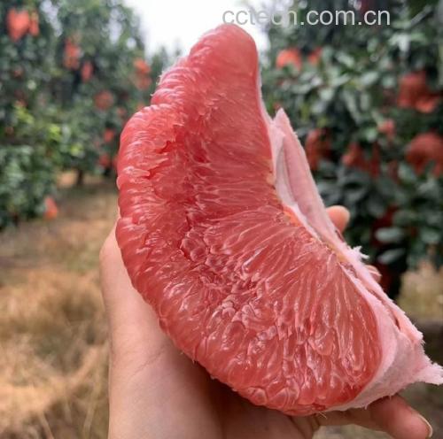 红心蜜柚果肉特写