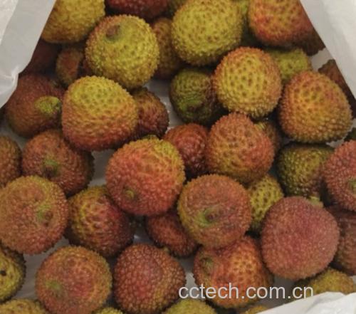 新鲜与变质荔枝对比