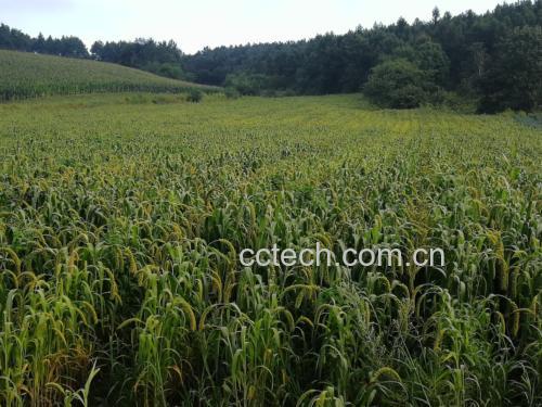 小米种植田