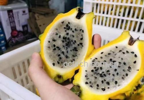 黄皮火龙果切开图