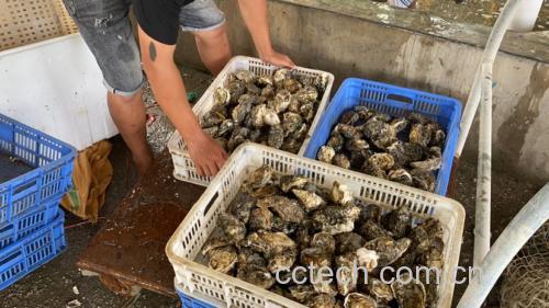 生蚝食品安全检测
