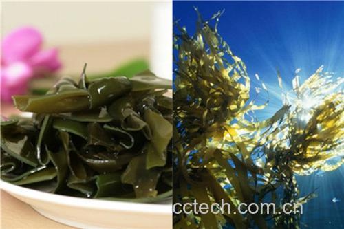 海带与裙带菜的对比图