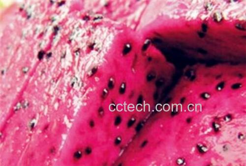 火龙果果肉特写