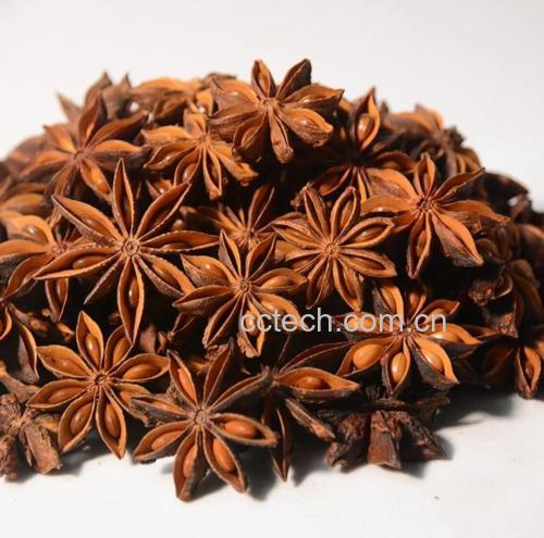 小茴香植株与八角树对比图
