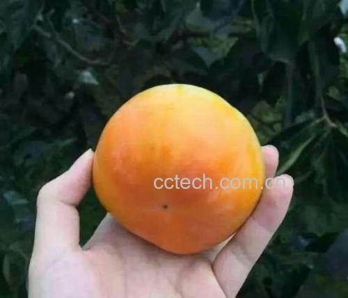 水果嘌呤含量对比柱状图