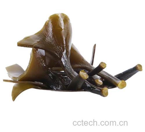 海带在水中漂浮的自然状态