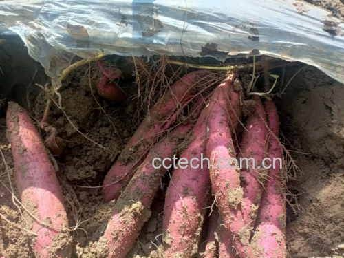红薯去皮切块与海带清洗过程