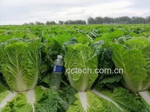 娃娃菜不同大小对比图