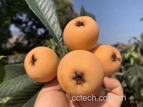 枇杷果实在灯光下散发自然光泽