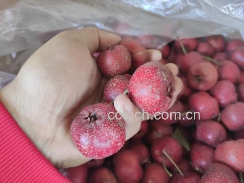桑果山楂茶成品图