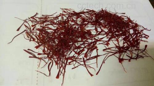 红参与藏红花实物对比图