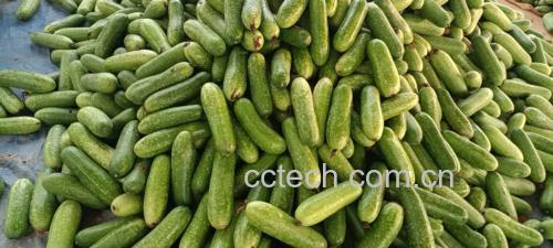 苦瓜、洋葱、绿豆三者搭配的食材展示