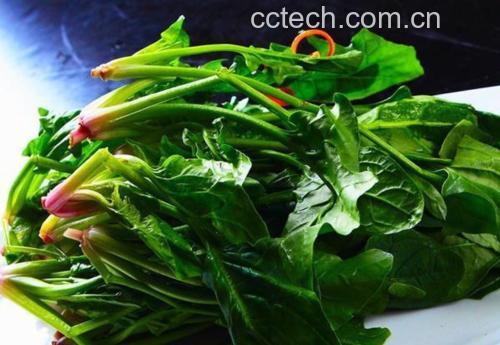 菠菜与折耳根选购对比图
