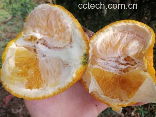 黑柑桔果实特写
