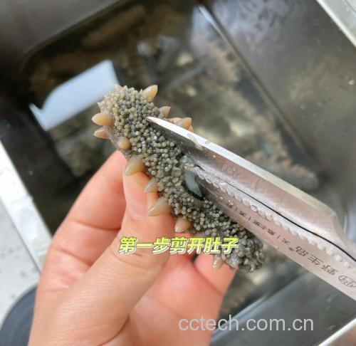 海参泡发过程