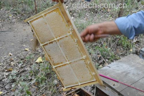养蜂人正在从蜂箱中提取原始蜂蜜