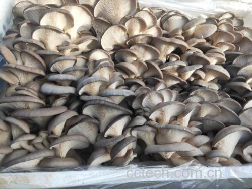 油菜与蘑菇食材图