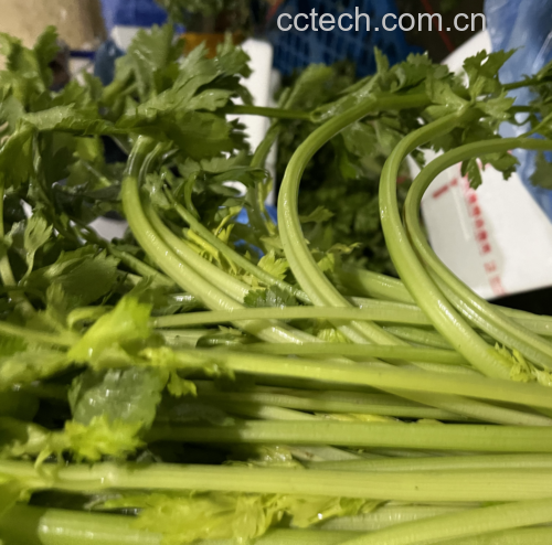 芹菜食谱搭配图